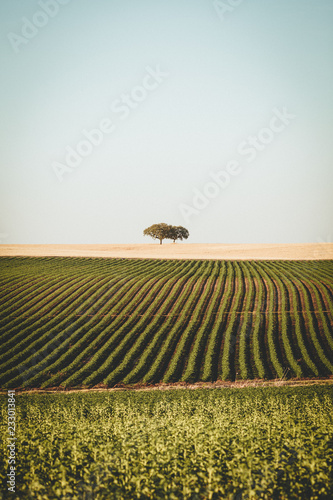 Alentejo Portugal Landscape photo
