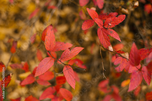 red autumn leaves on a branch of a bush, autumn nature
