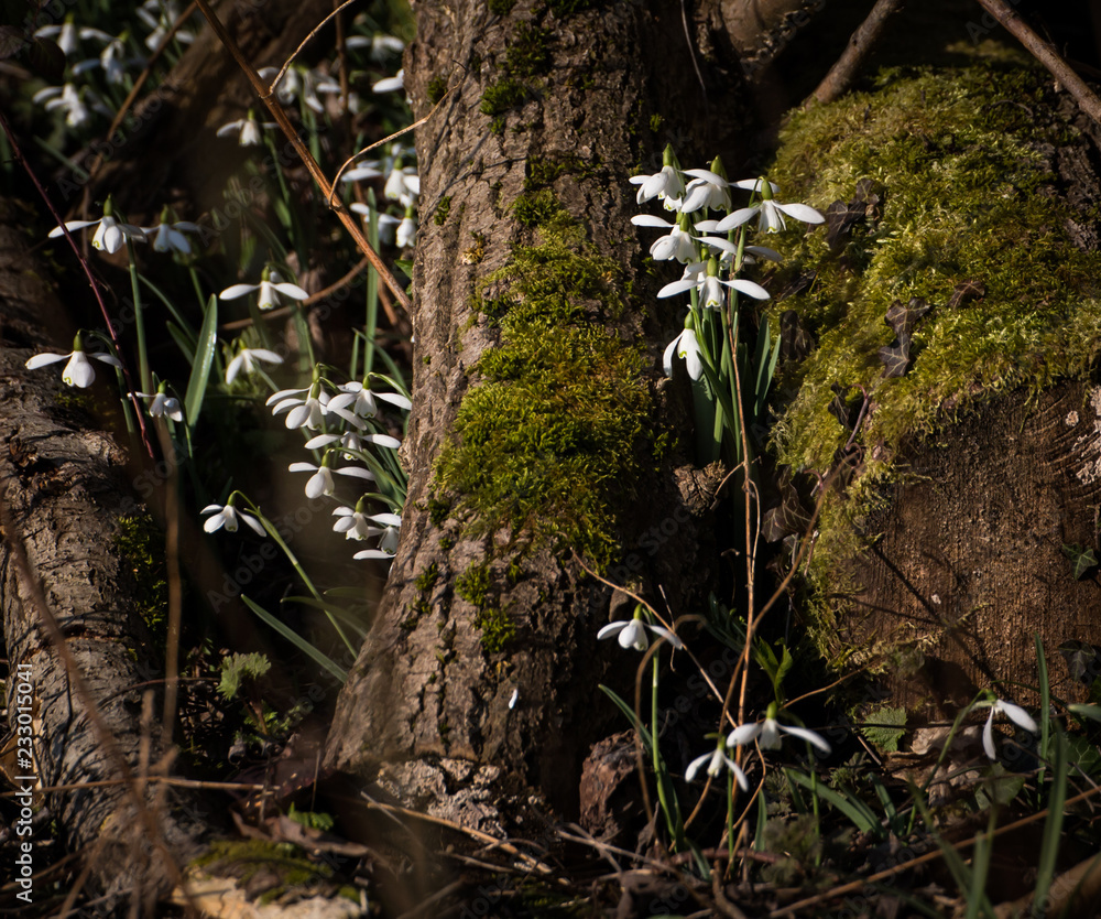 Common snowdrops (Galanthus nivalis) growing through moss covered logs Common snowdrops (Galanthus nivalis) growing through moss covered logs