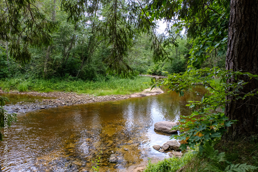 rocky stream of river deep in forest in summer green weather with sandstone cliffs