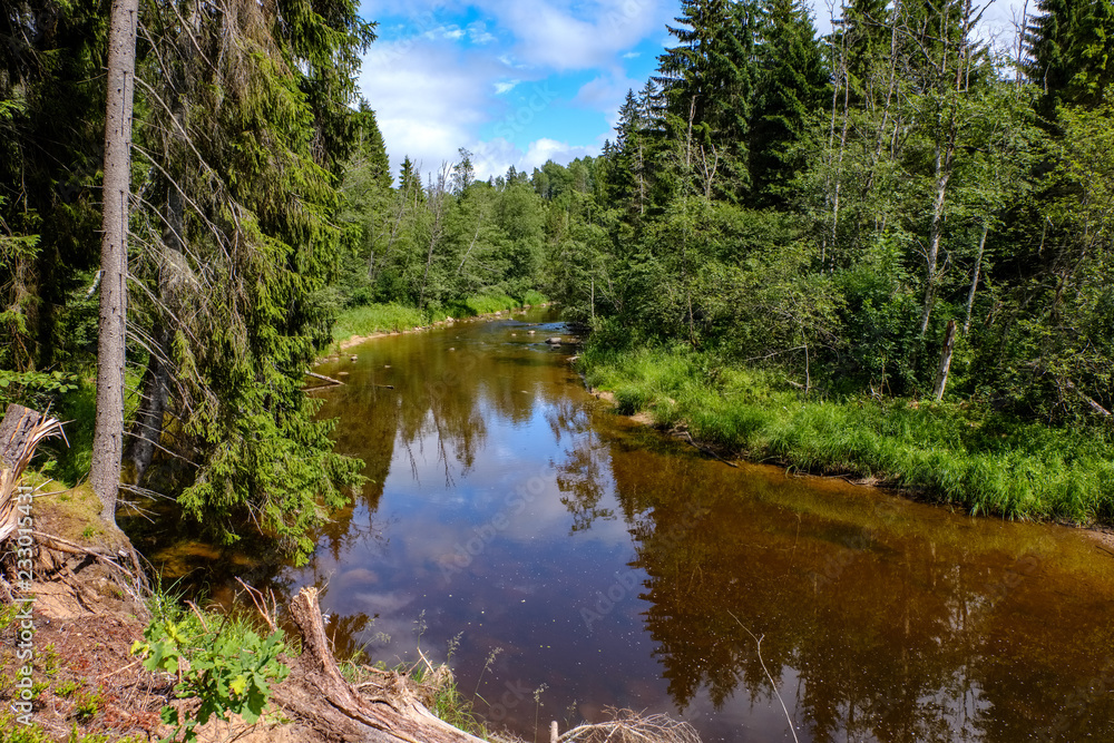 rocky stream of river deep in forest in summer green weather with sandstone cliffs rocky stream of river deep in forest in summer green weather with sandstone cliffs