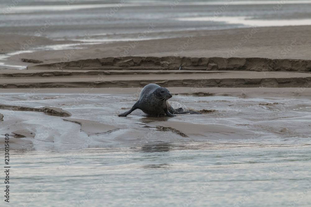 Fototapeta premium phoque