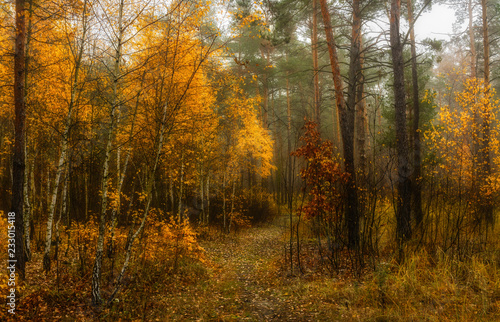 Walk in the autumn. Forest. Landscape. Nature. . Autumn. Autumn colors. © Mykhailo