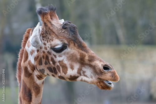 Head shot of a giraffe