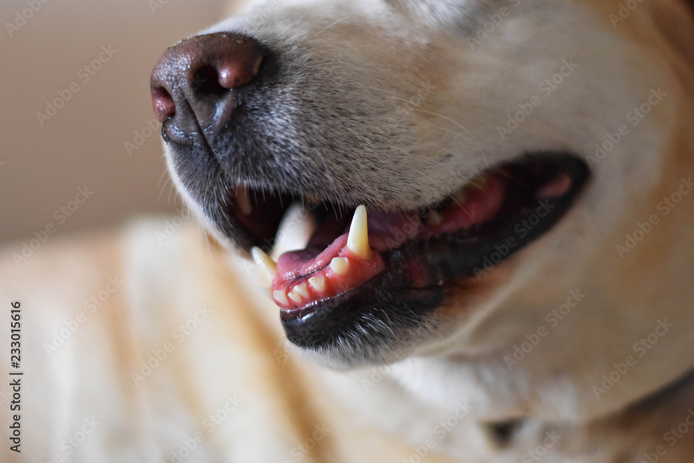 Close-up of a Labrador retriever dog, mouth open, tongue out with blurred background