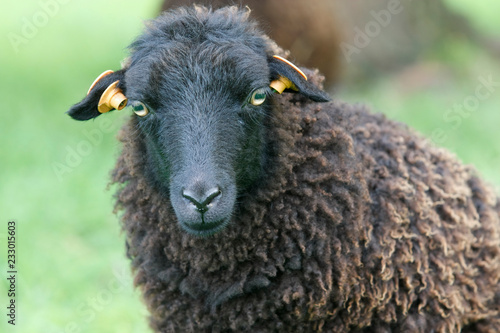 Head shot of a ouessant sheep