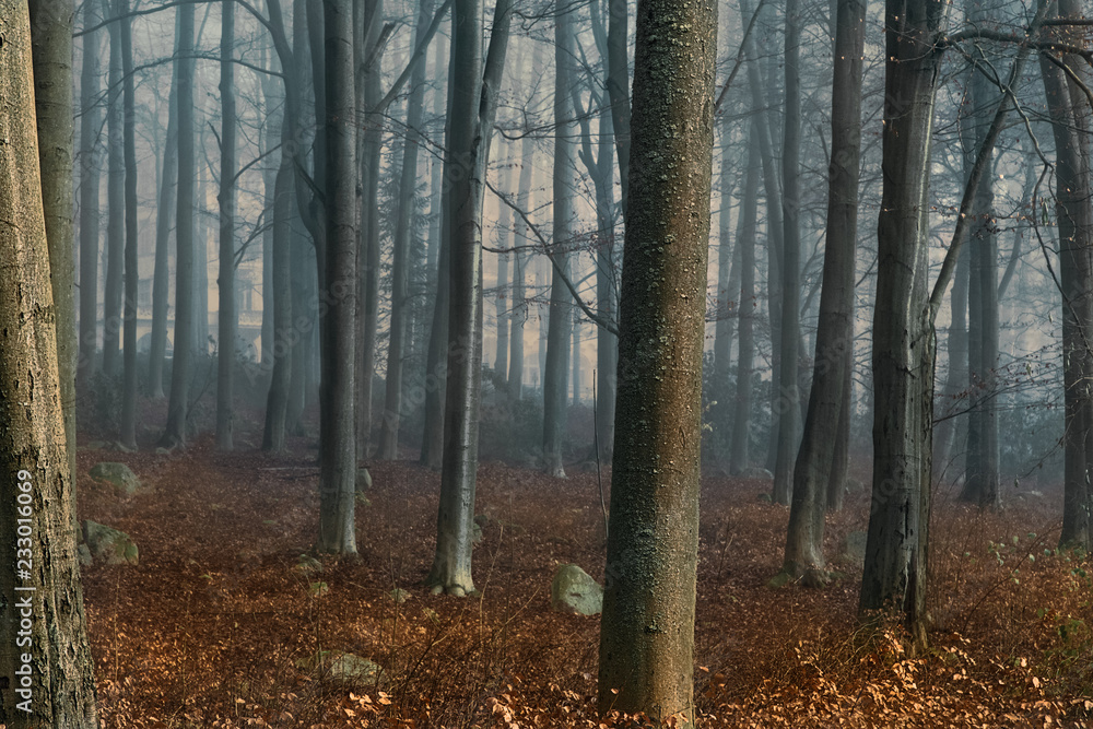 Obraz premium Landscape of sunrise in autumn foggy morning. Autumn foggy forest. Orange foliage.Tree trunks.