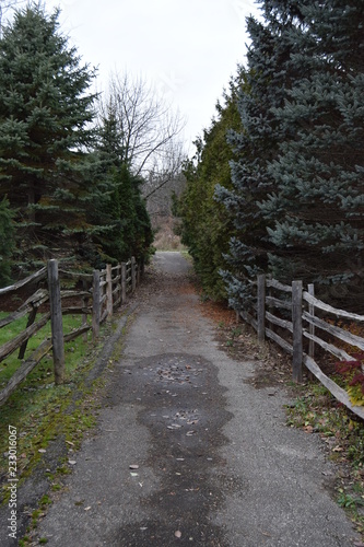 Cedar trees  path and split-rail fence