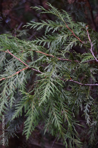 Cedar tree branch