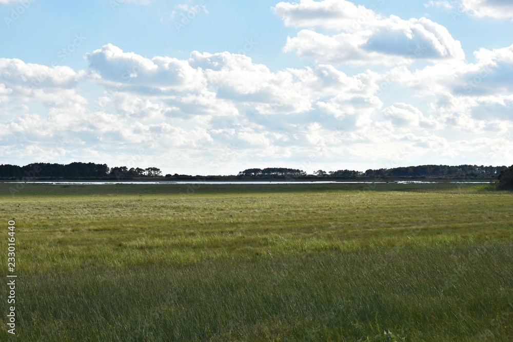 Obraz premium Grasslands on assateague island 