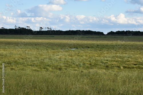 Grasslands on assateague island 