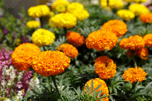 Big group of orange marigolds