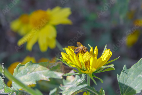 Bee on yellow chrysanthemum coronarium