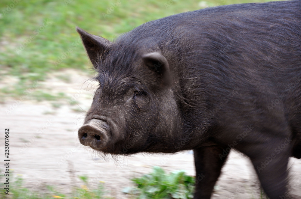 cute black pigs. Walking in nature. African swine fever. cute black pigs. Walking in nature. African swine fever.