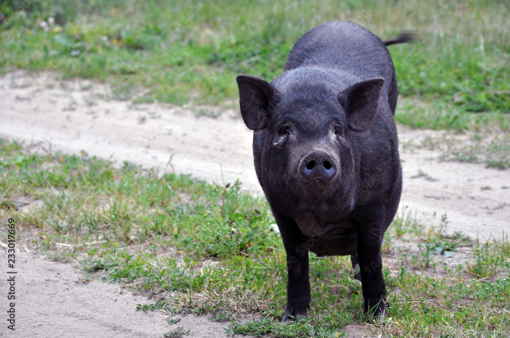 cute black pigs. Walking in nature. African swine fever. cute black pigs. Walking in nature. African swine fever.