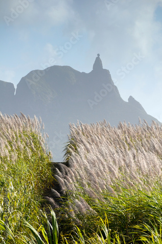 Mauritius sugarcane fields with pink flowers and Pieter Both mountain in the background