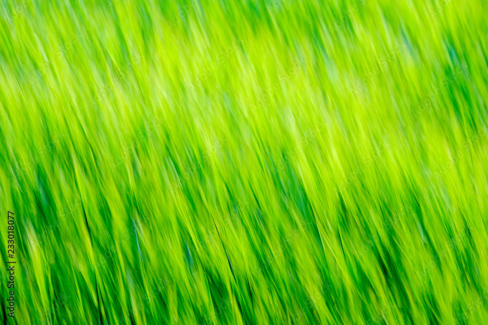 summer green meadow with abstract pattern from grass and flowers summer green meadow with abstract pattern from grass and flowers