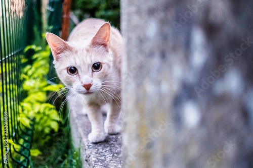 Jeune chat roux dans la rue