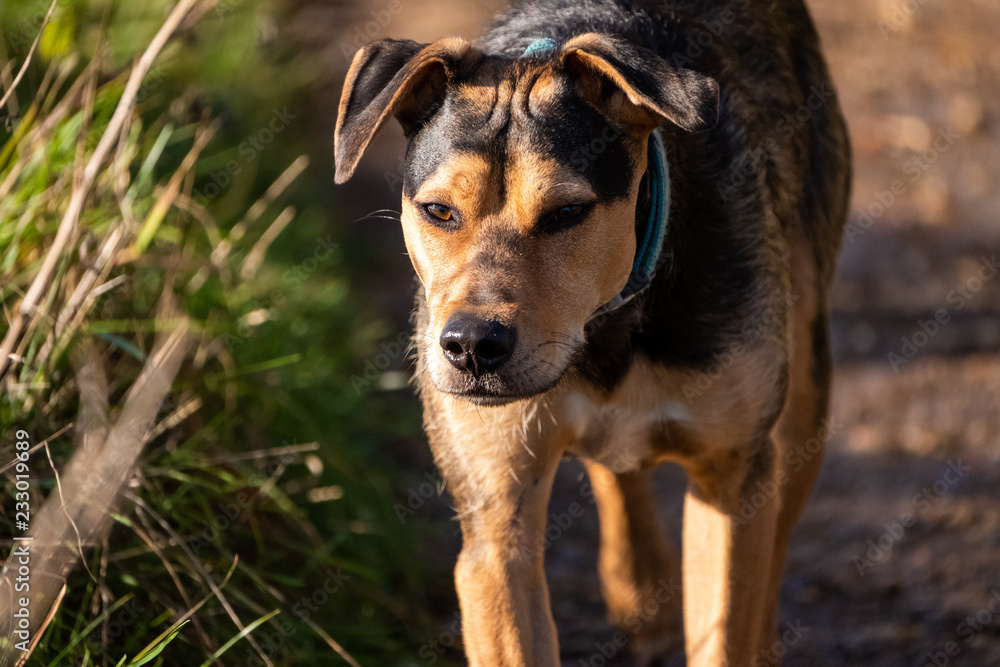 Dog walking on a path with a grumpy face