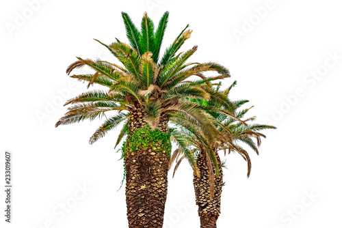 Coconut palms isolated on white background.