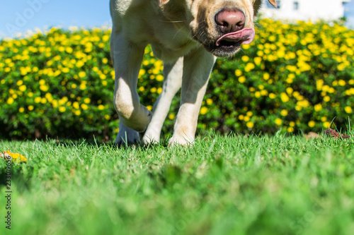 Fotografie Se acerca un perro relamiéndose