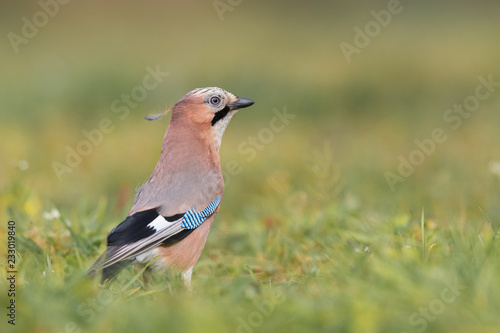 Birds - Jay (Garrulus glandarius)