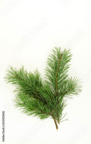 pine branch isolated on white background.Holiday Christmas fir branch