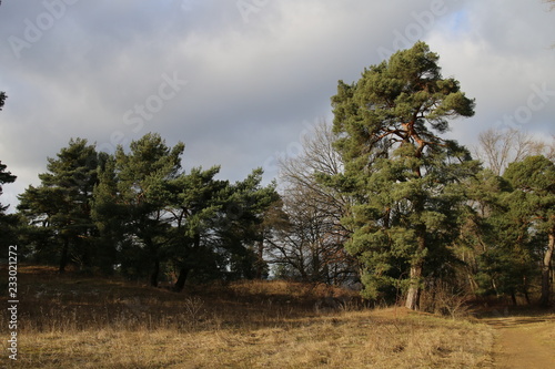 Nature Preserve I