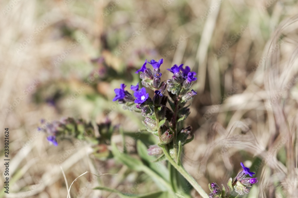 Flowers of the bugloss Anchusa affinis Flowers of the bugloss Anchusa affinis
