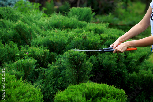 Autumn work in the garden. Shearing of the juniper with shears. Soft focus.Garden design photo