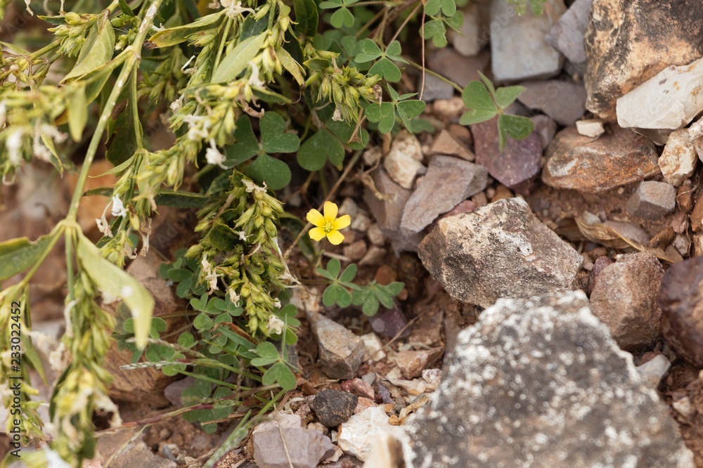 Creeping woodsorrel (Oxalis corniculata) on a stone substrate. Creeping woodsorrel (Oxalis corniculata) on a stone substrate.