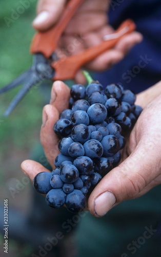 Picking Spätburgunder grapes, Baden, Germany photo
