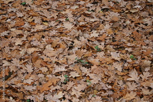 gefallenes Eichenlaub im HErbst photo