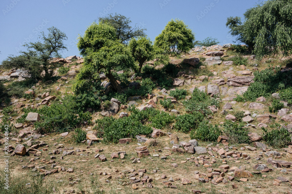 stony hills of india and rare trees