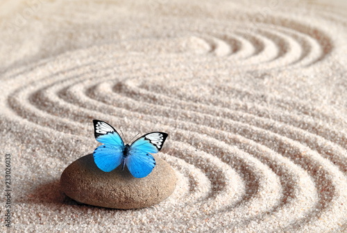 Obraz Niebieski żywy motyl na kamieniu zen z wzorami kół w piasku zbożowym.