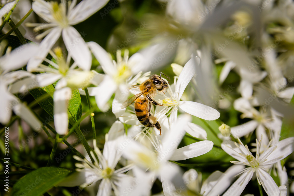 Bee on a flower Bee on a flower