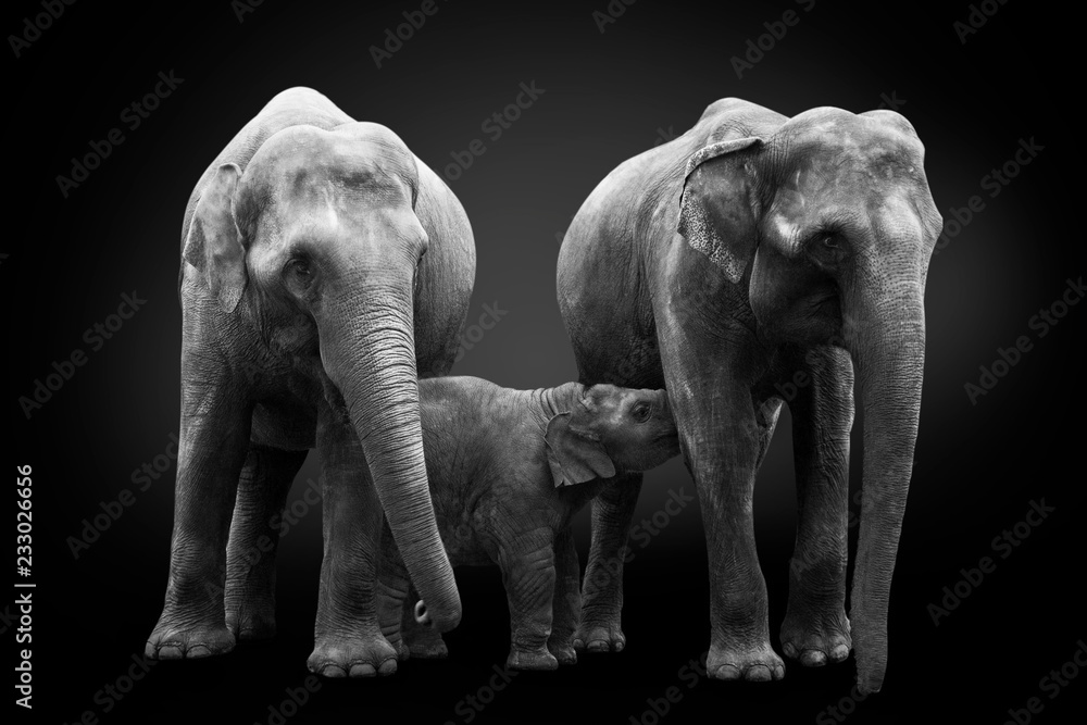Φωτογραφία Group of African elephants - mum mother feeds baby elephant calf, and another el