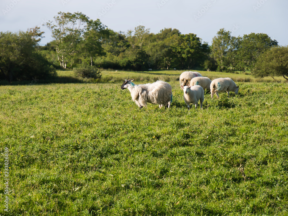 Weiße Schafe auf einer grünen Wiese in Irland Weiße Schafe auf einer grünen Wiese in Irland
