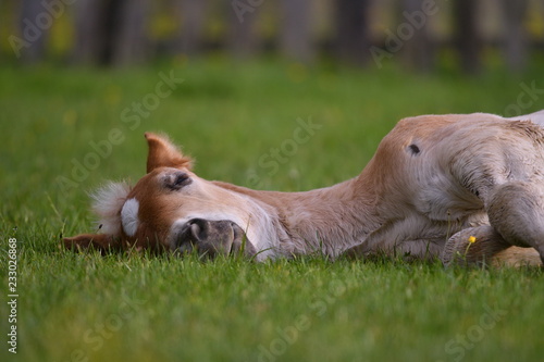 Young cute foal resting outdoor © bereta