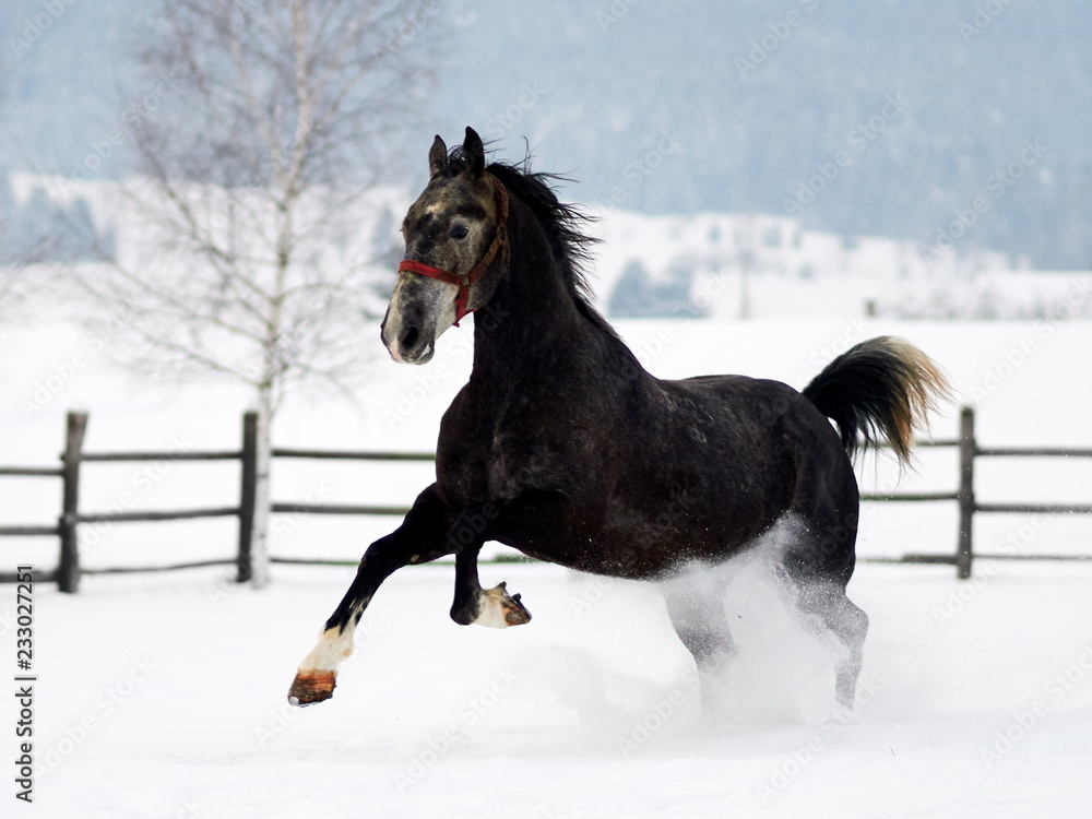 Beautiful horses playing outdoor in winter foggy day