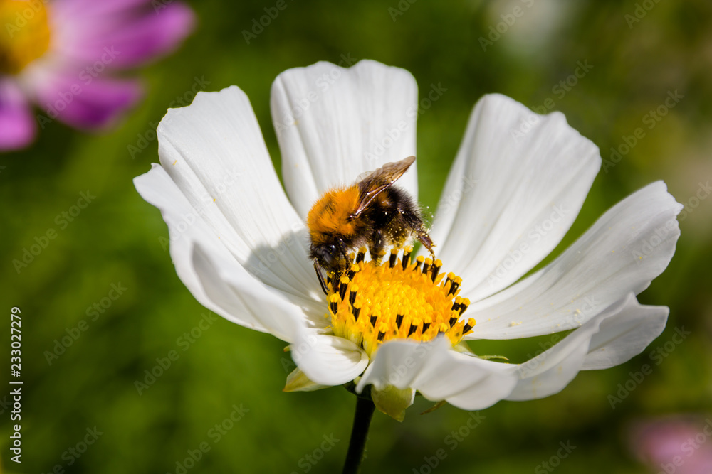 Obraz premium Bee on a flower