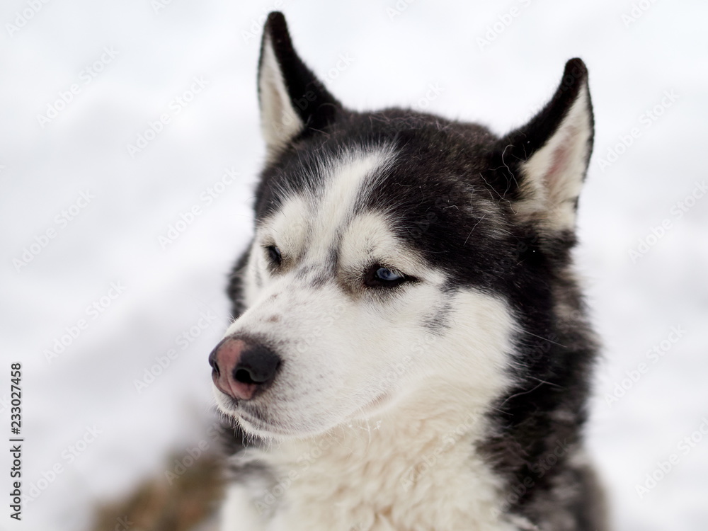 Siberian Husky dog portrait outdoor in winter