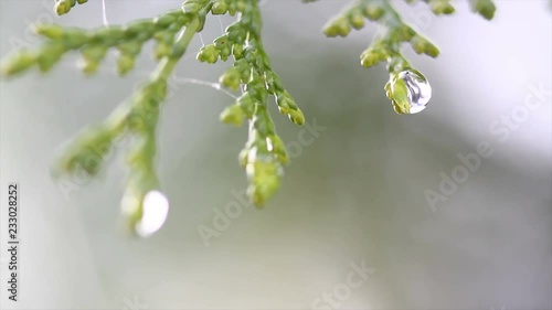 Snow melting on buds on branches of winter trees. Closeup of water drops from melting snow over blurred trees background. Nature winter or spring background. Real time 4k video footage.