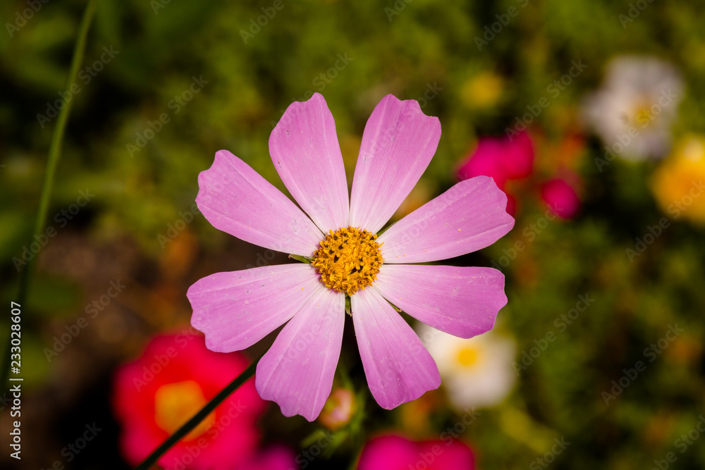 Fototapeta premium Cosmos flower