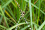 Closeup of Spider on the web