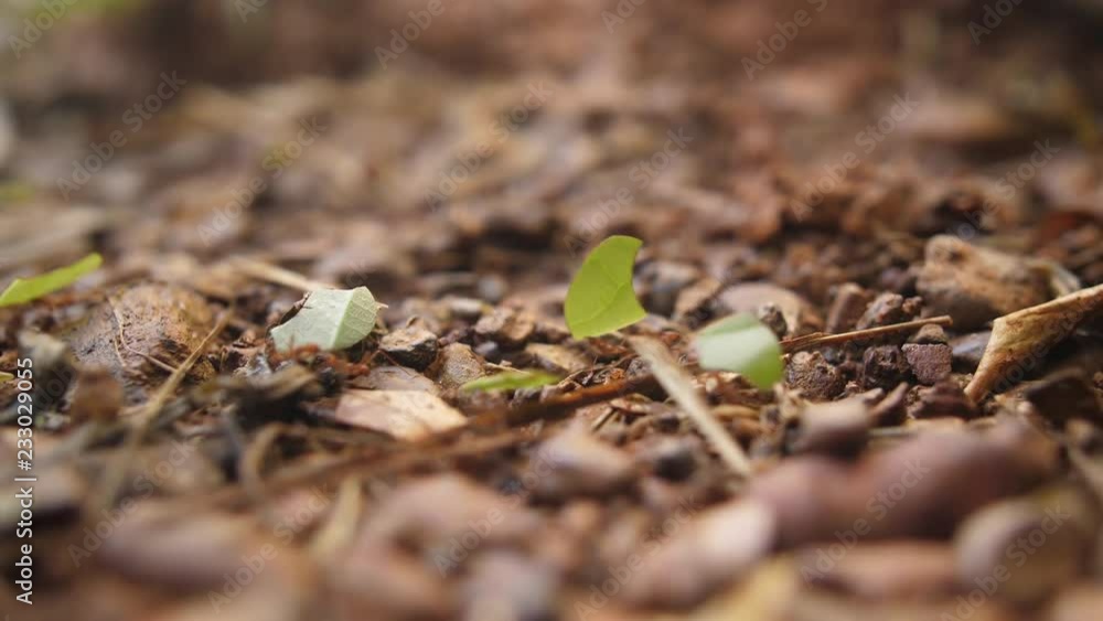 Leaf cutter ants or fungus-growing ants walking on the ground with some leaves. French Guiana Atta Leaf cutter ants or fungus-growing ants walking on the ground with some leaves. French Guiana Atta