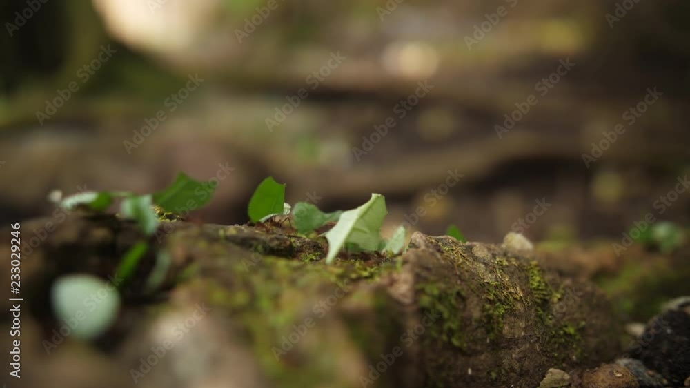 Colony of leaf cutter ants Atta species walking on a giant root in Guiana Colony of leaf cutter ants Atta species walking on a giant root in Guiana