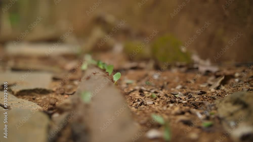 Leaf cutter ants walking on a root in Guiana Saint Joseph island prison Leaf cutter ants walking on a root in Guiana Saint Joseph island prison