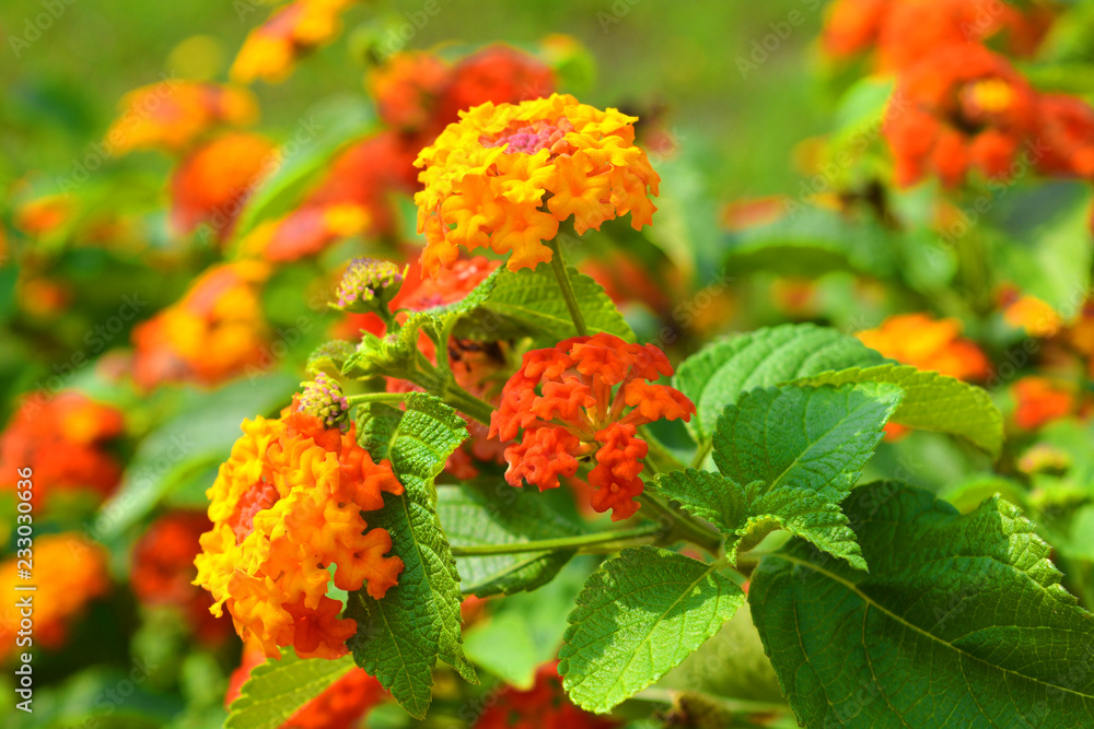 Lantana flowers in the garden Lantana flowers in the garden