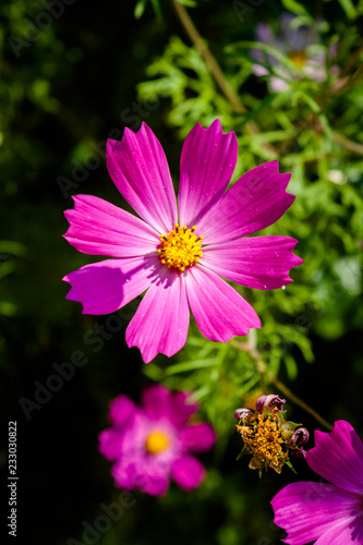 Cosmos flower